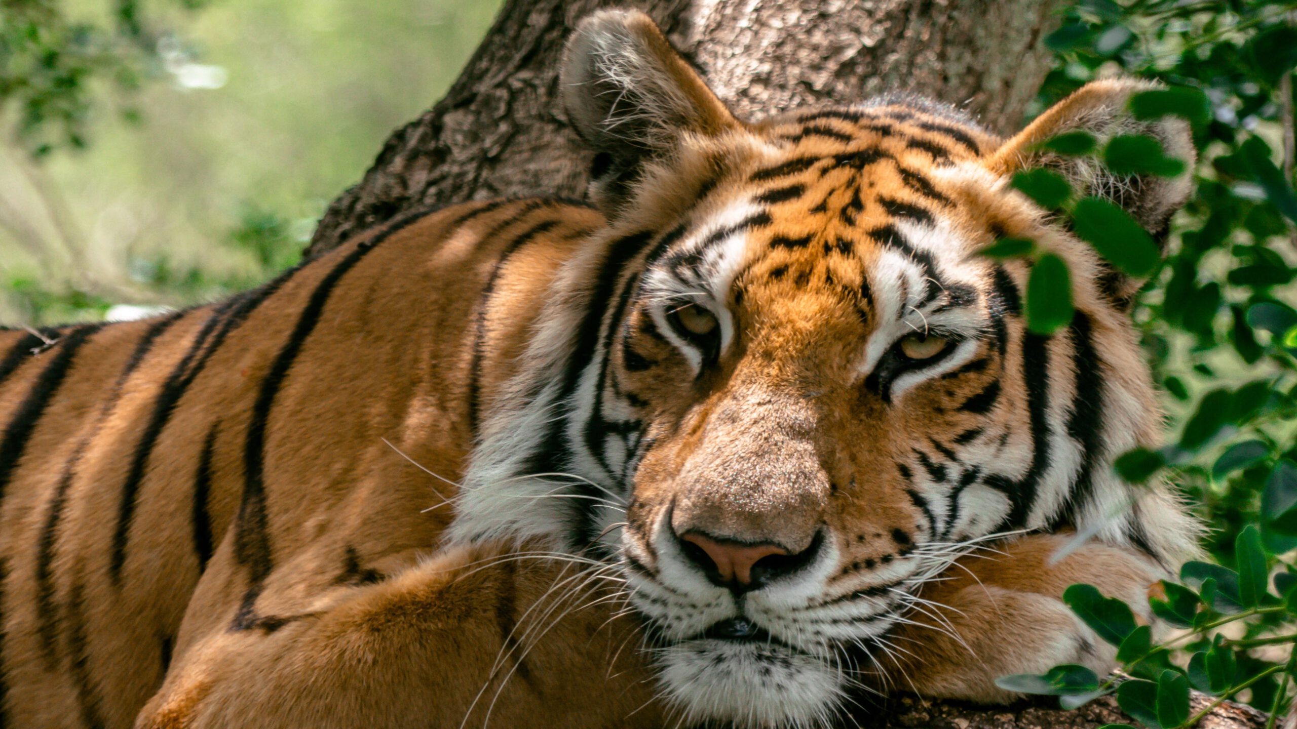 r_winkelmann-tiger-4216208 Pixabay 10.07.26